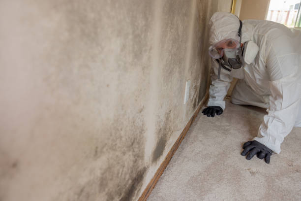 Why You Should Choose Our Mold Remediation Services in Warrensville Heights, OH